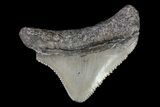 Serrated, Juvenile Megalodon Tooth - Georgia #75308-1